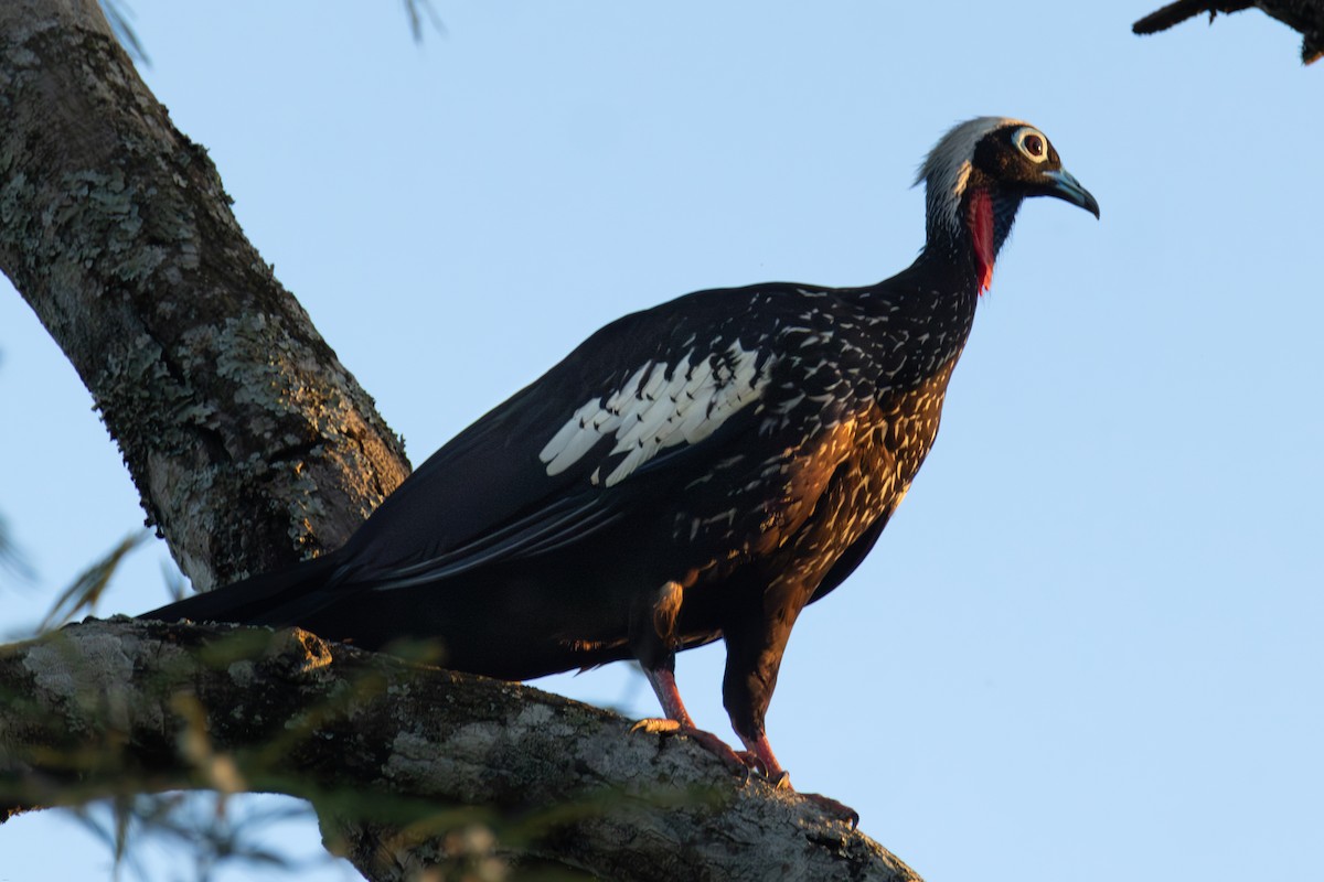 Black-fronted Piping-Guan - ML647686668