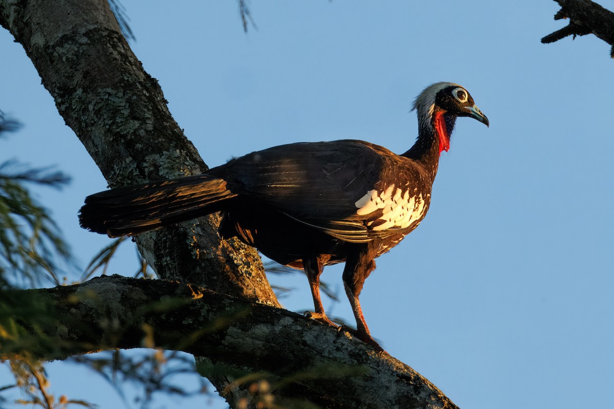 Black-fronted Piping-Guan - ML647686669