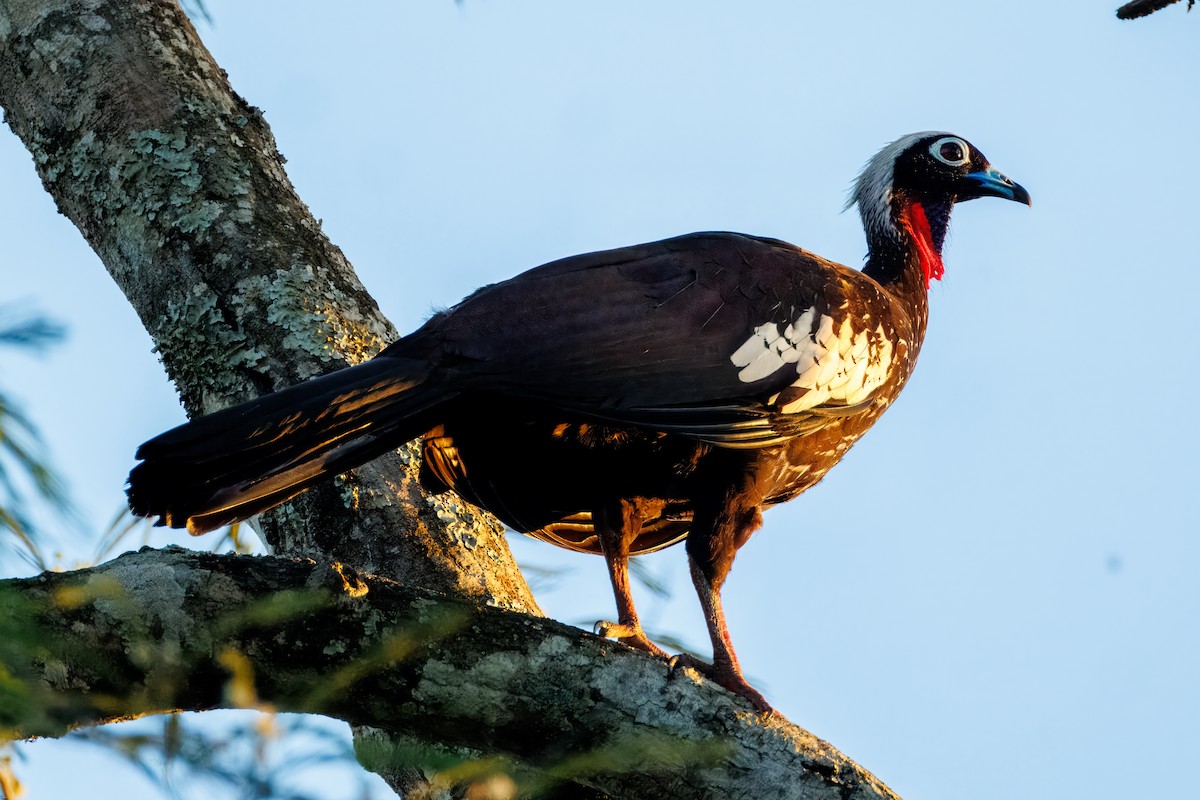 Black-fronted Piping-Guan - ML647686670