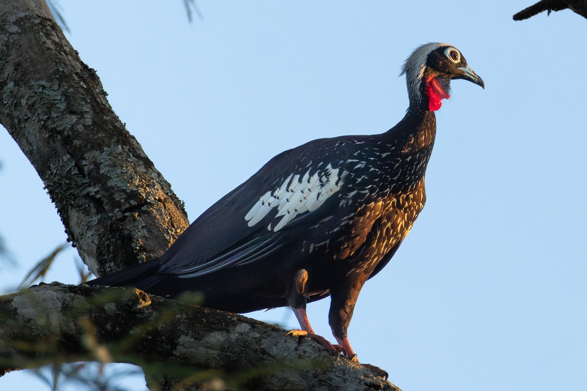 Black-fronted Piping-Guan - ML647686671