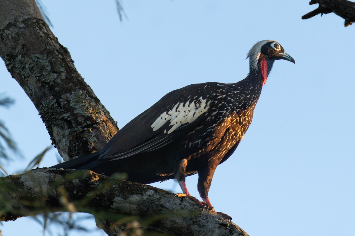 Black-fronted Piping-Guan - ML647686672