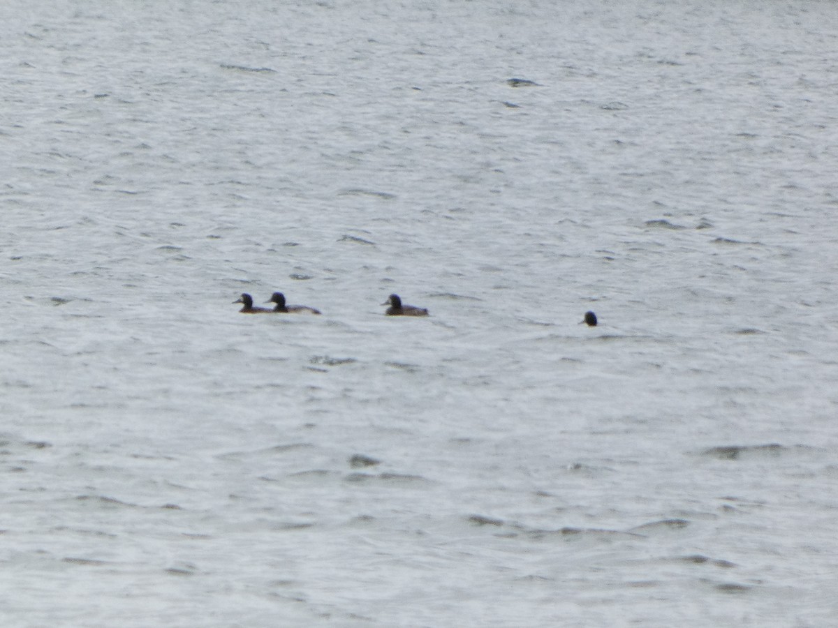 斑背潛鴨 - ML647686703