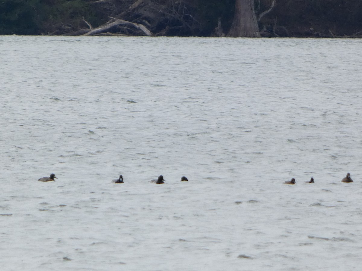 斑背潛鴨 - ML647686733