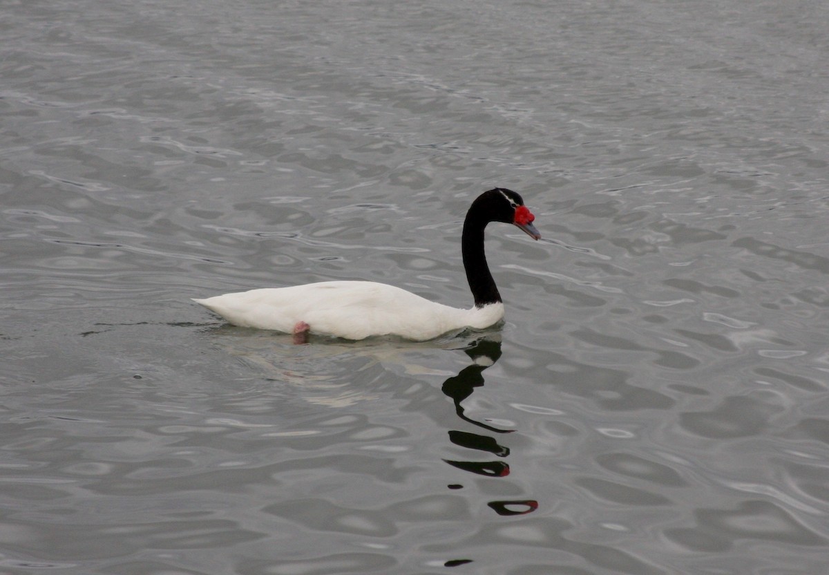 ברבור שחור-צוואר - ML647686760