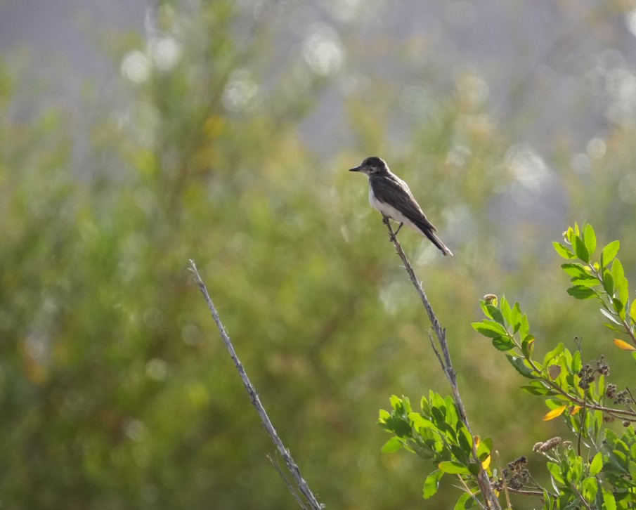 טירן מזרחי - ML647686761