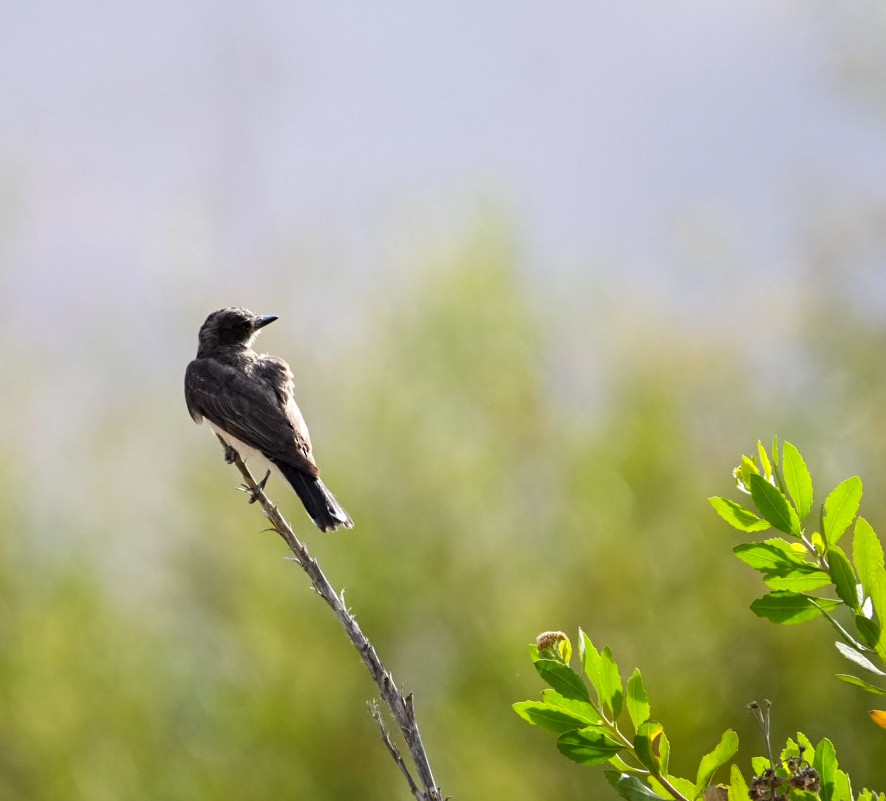טירן מזרחי - ML647686763