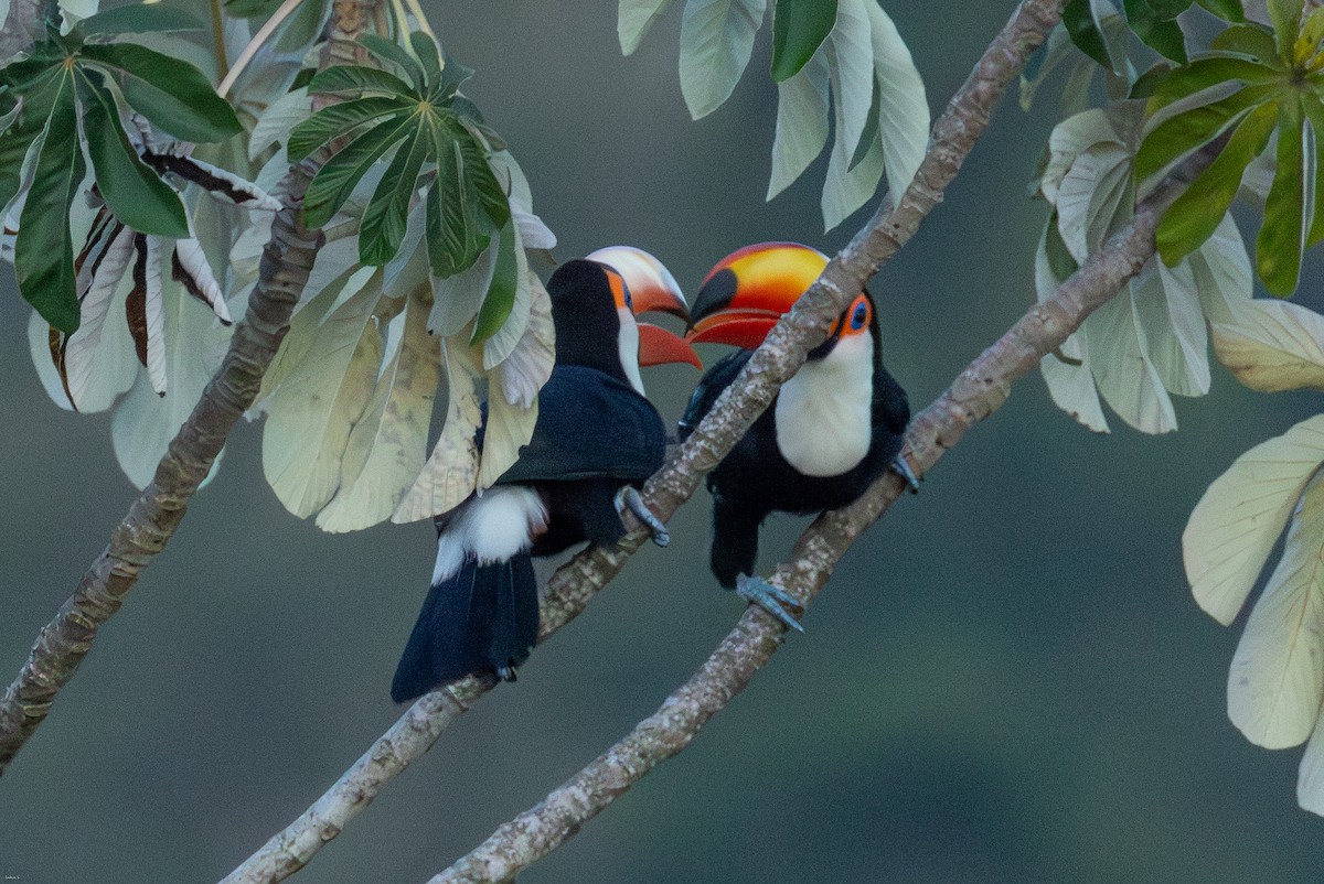 Toco Toucan - ML647686792