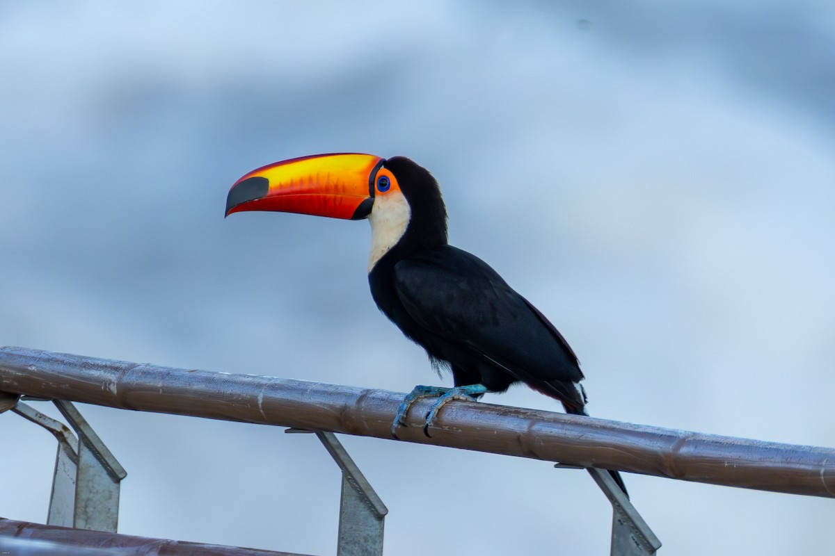 Toco Toucan - ML647686794