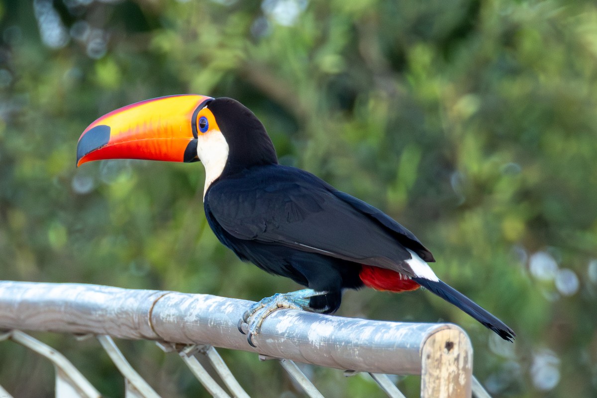 Toco Toucan - ML647686795