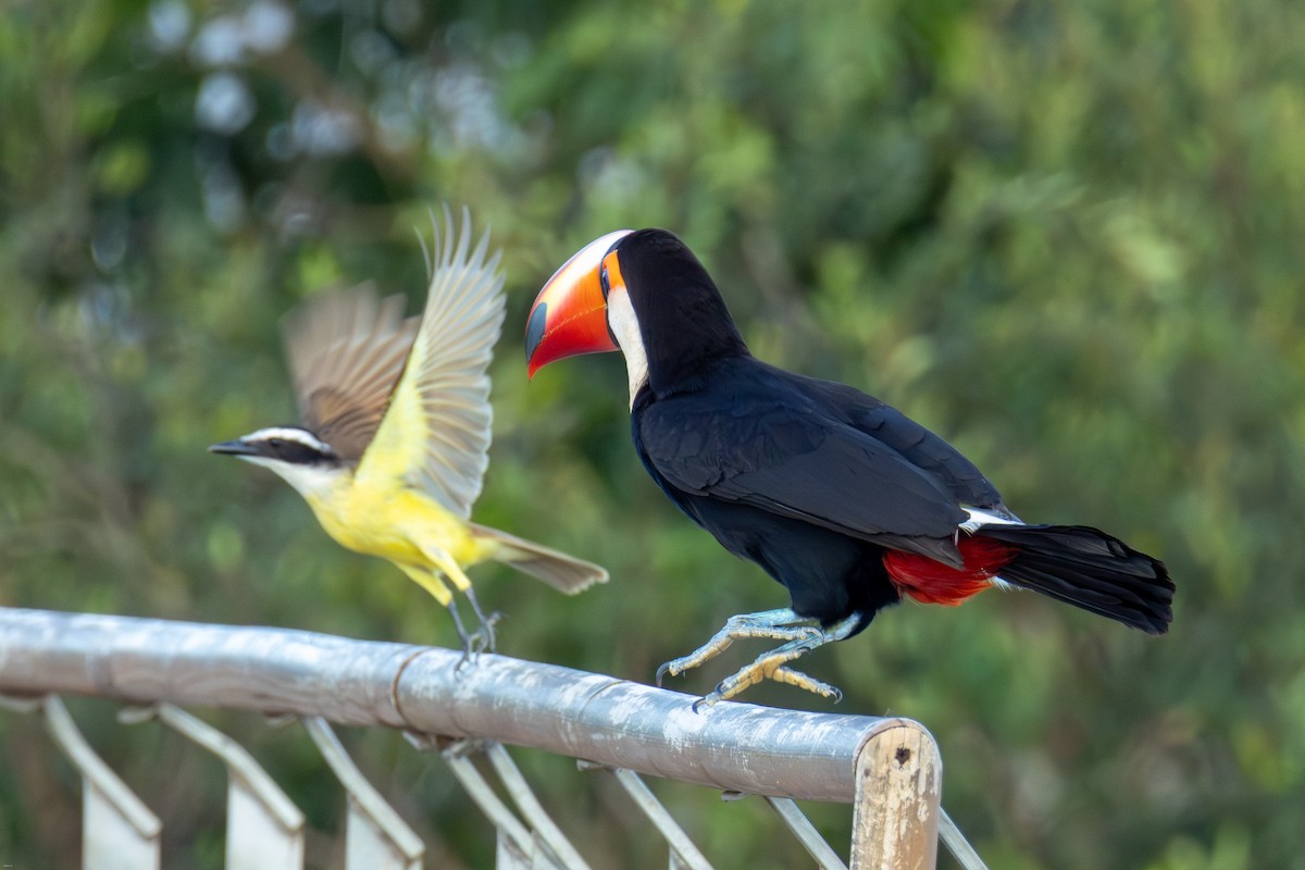 Toco Toucan - ML647686796