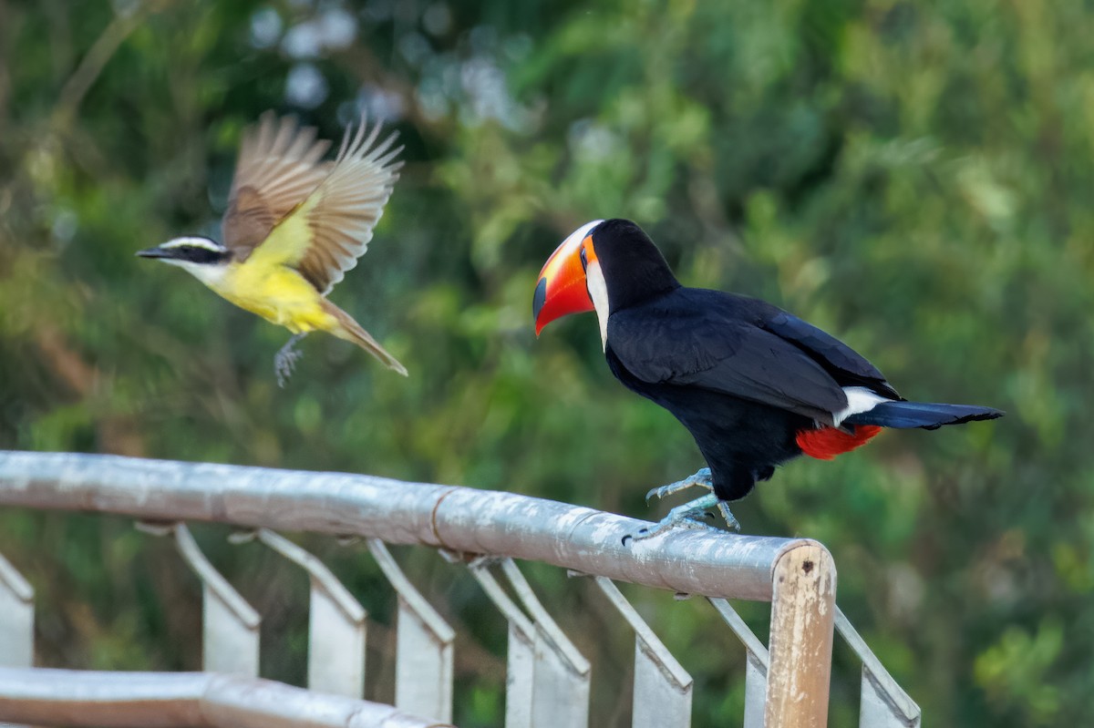 Toco Toucan - ML647686797