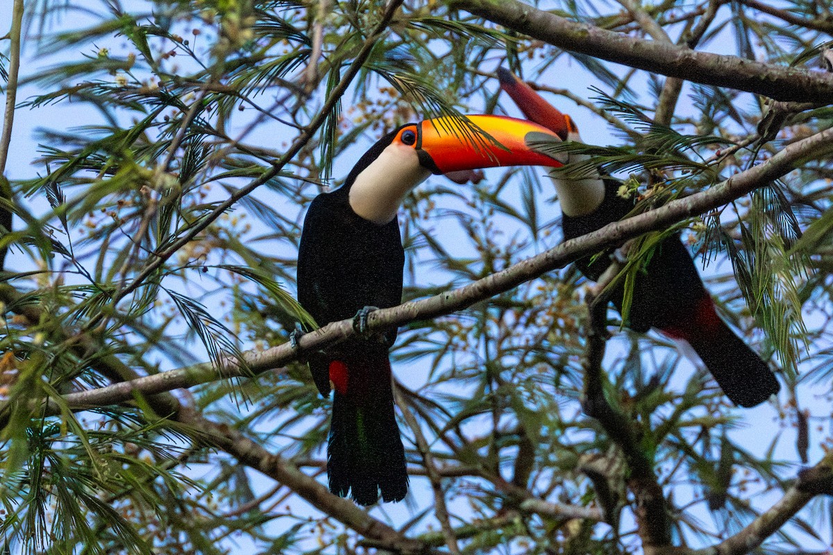 Toco Toucan - ML647686798