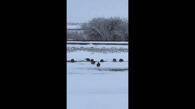 חוגלית אפורה - ML647686802