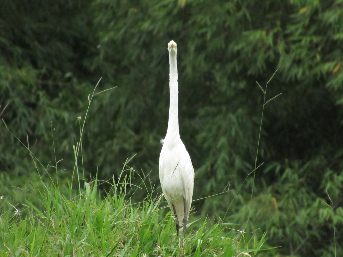 Garceta Grande - ML647686822