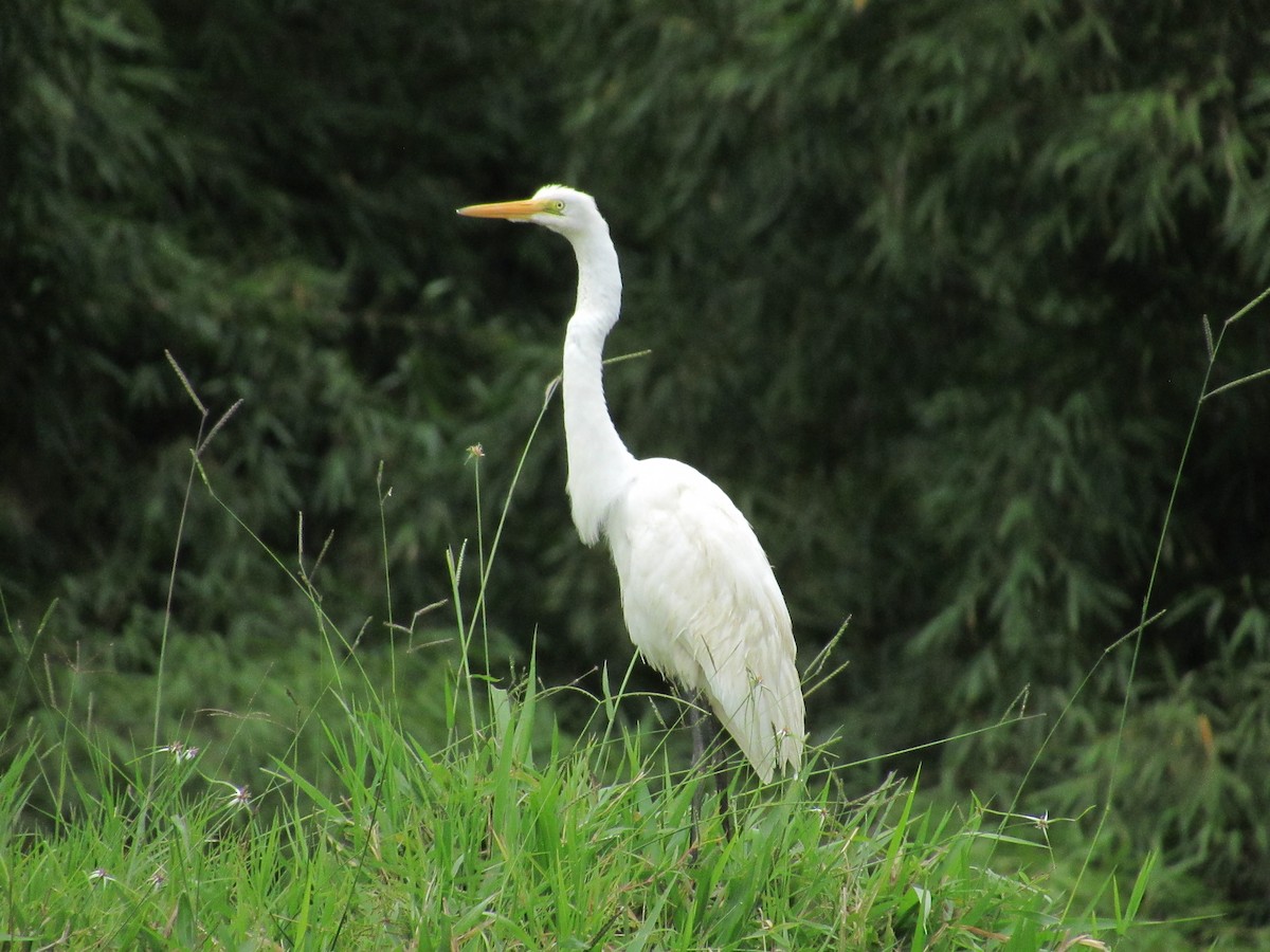 Garceta Grande - ML647686823