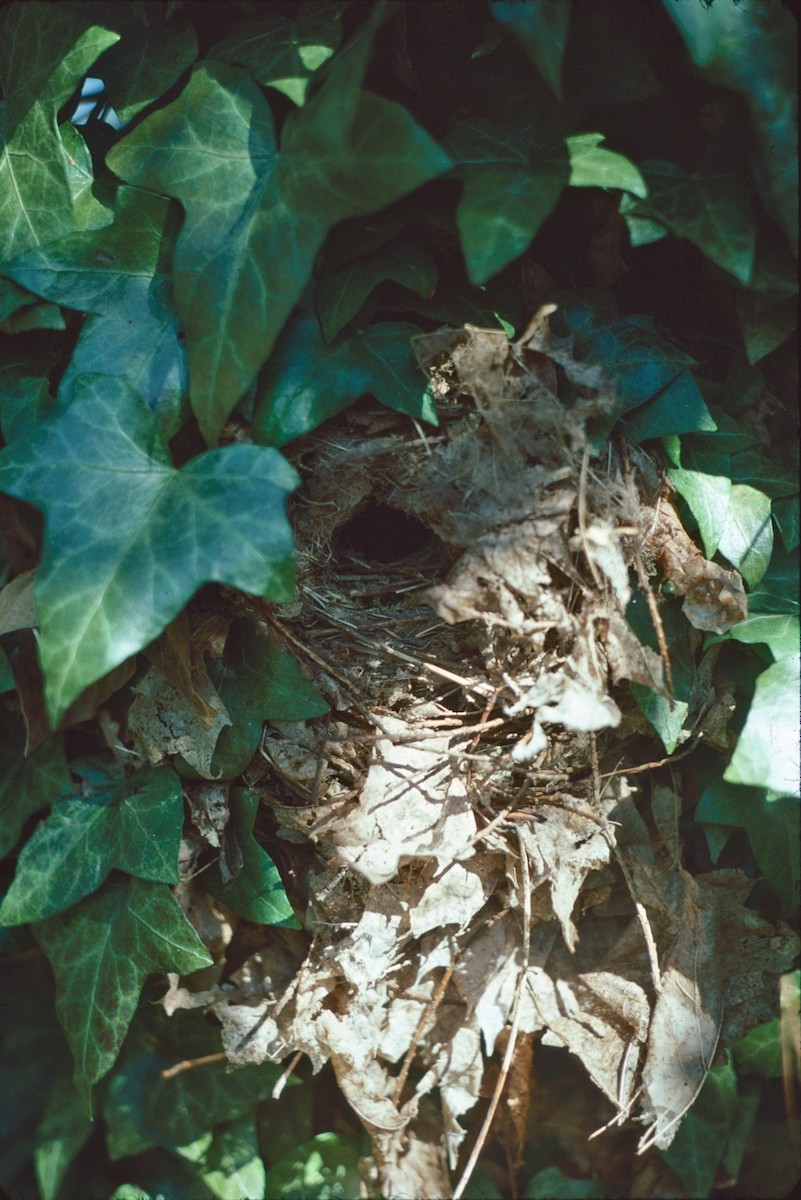 ミソサザイ - ML647686839