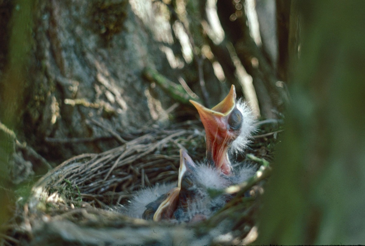 drozd brávník - ML647686858