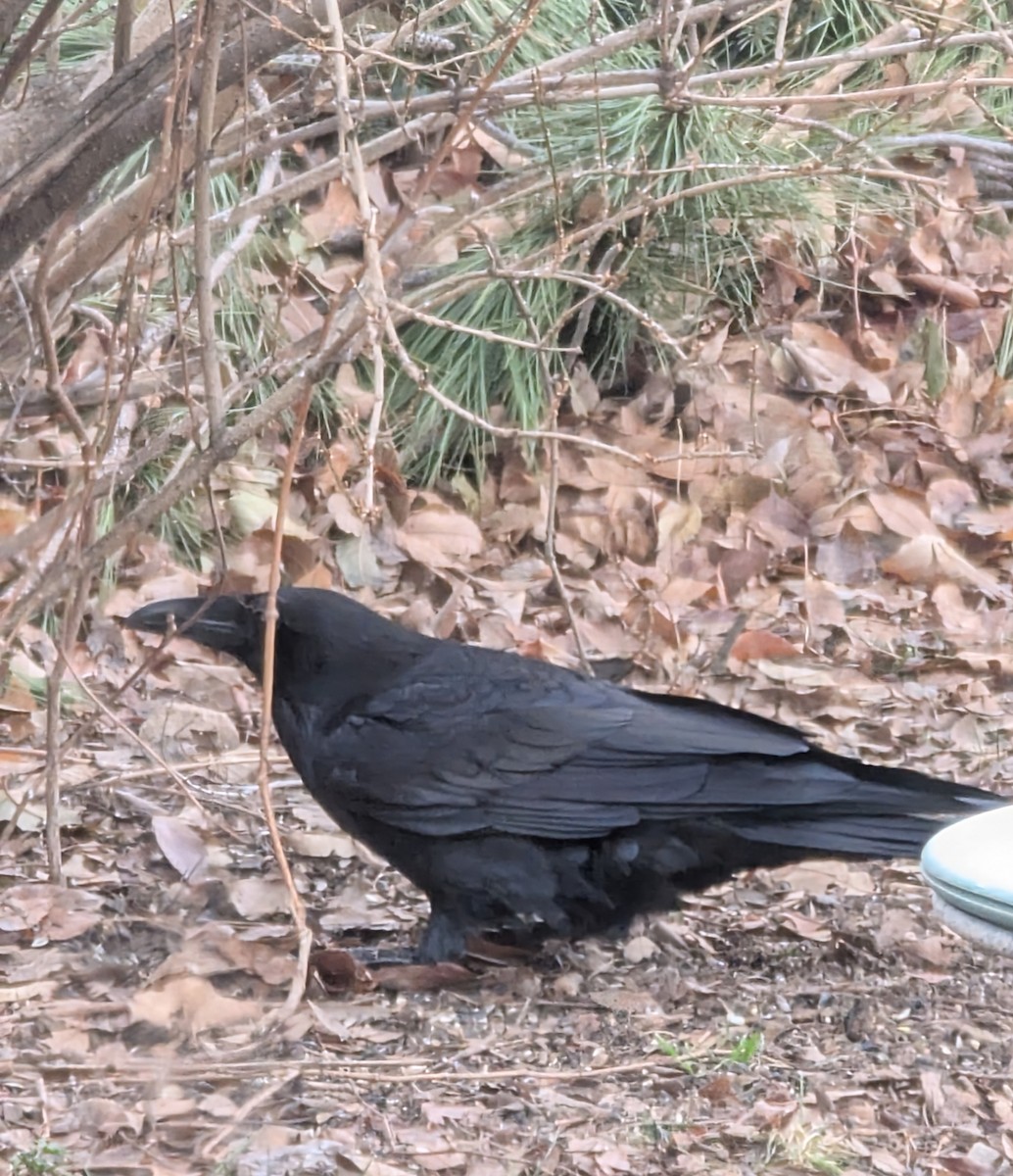 Common Raven - ML647686863