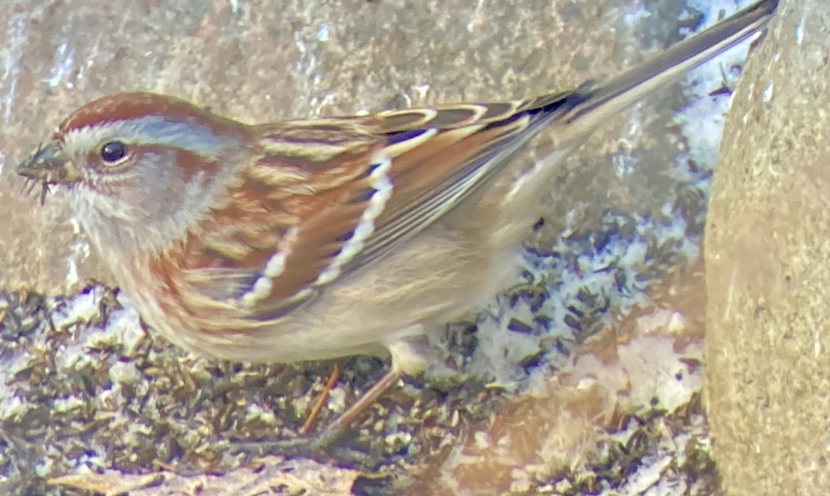 American Tree Sparrow - ML647686916