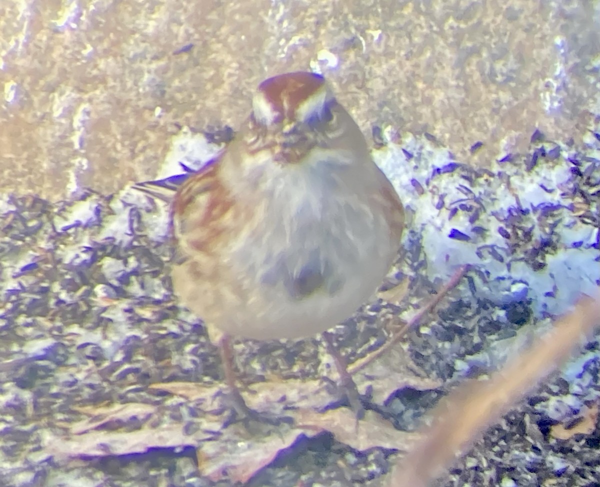 American Tree Sparrow - ML647686917