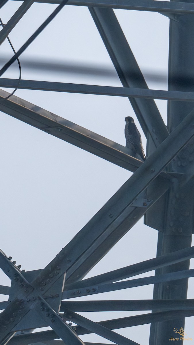 Peregrine Falcon - ML647686936