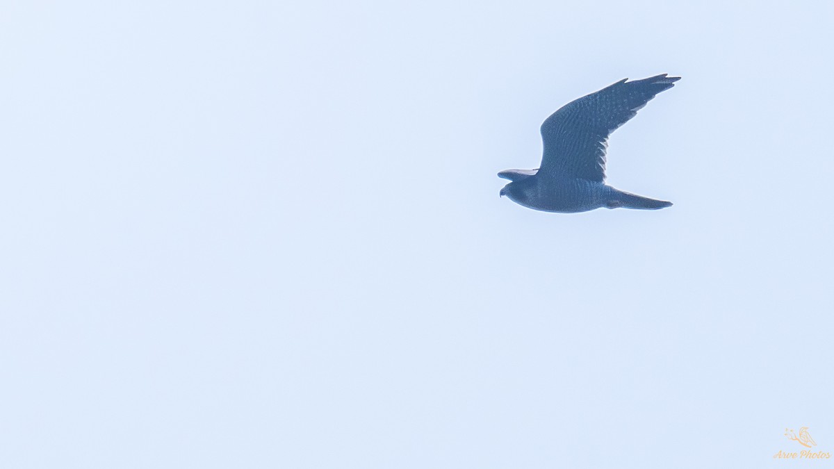 Peregrine Falcon - ML647686937