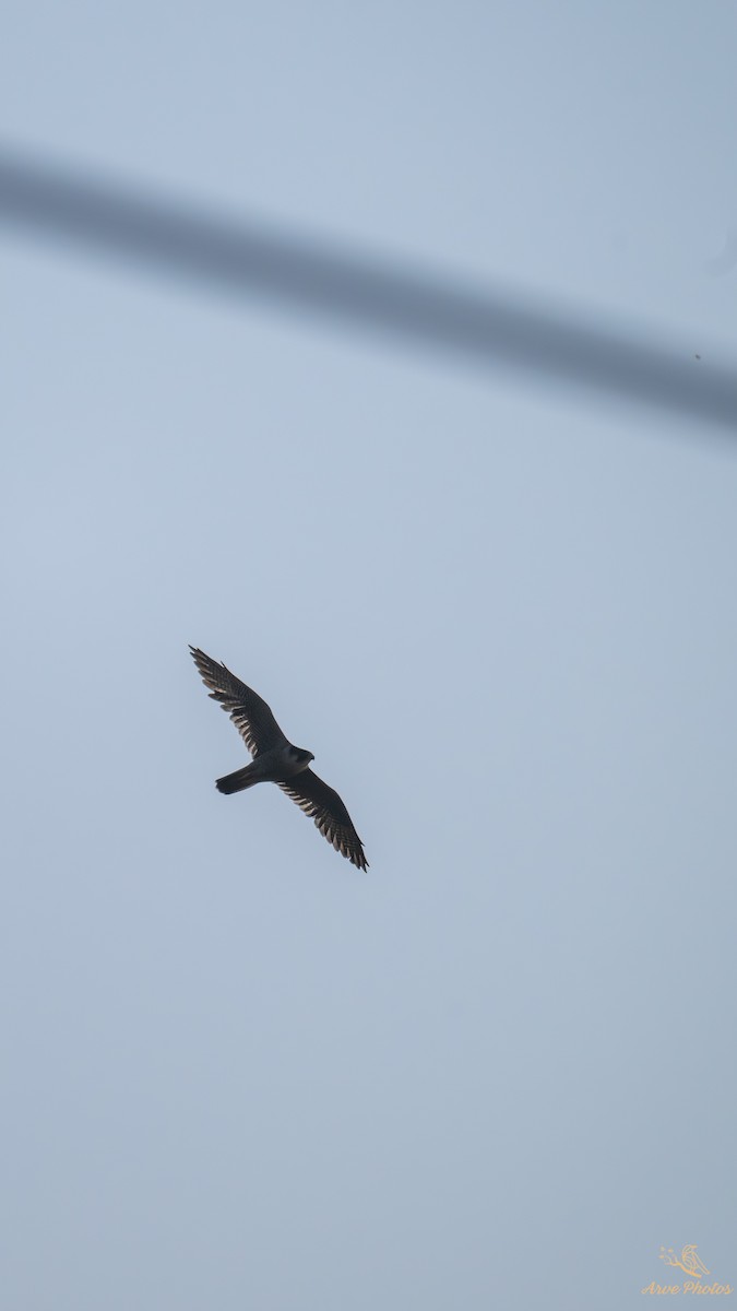 遊隼 - ML647686940