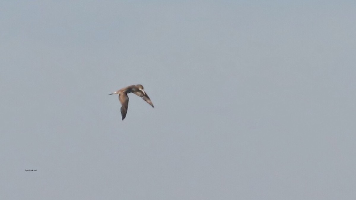 Alcatraz Atlántico - ML647686961