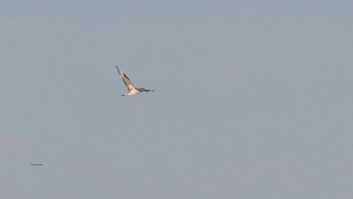 Northern Gannet - ML647686962