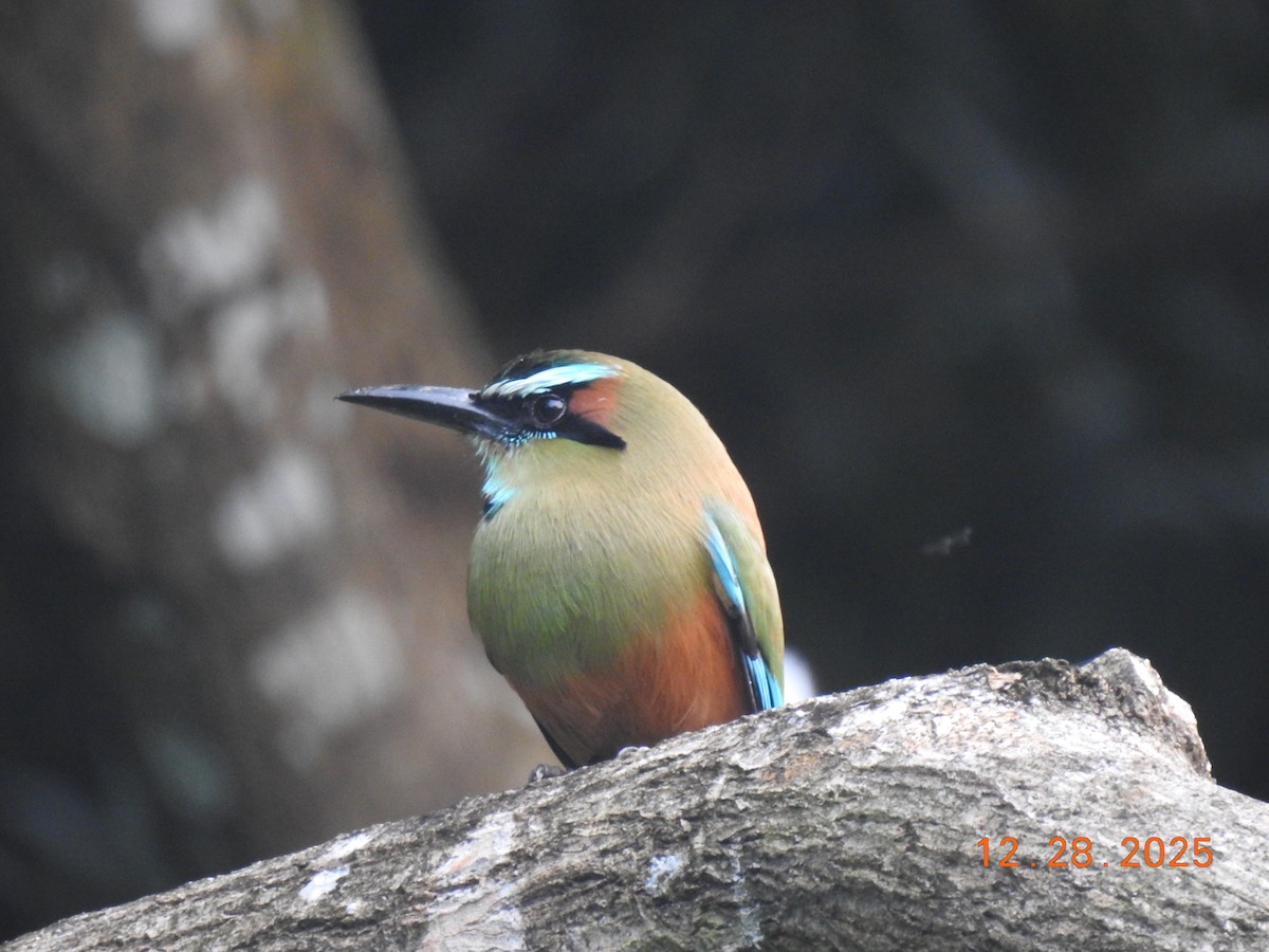 Turquoise-browed Motmot - ML647686965