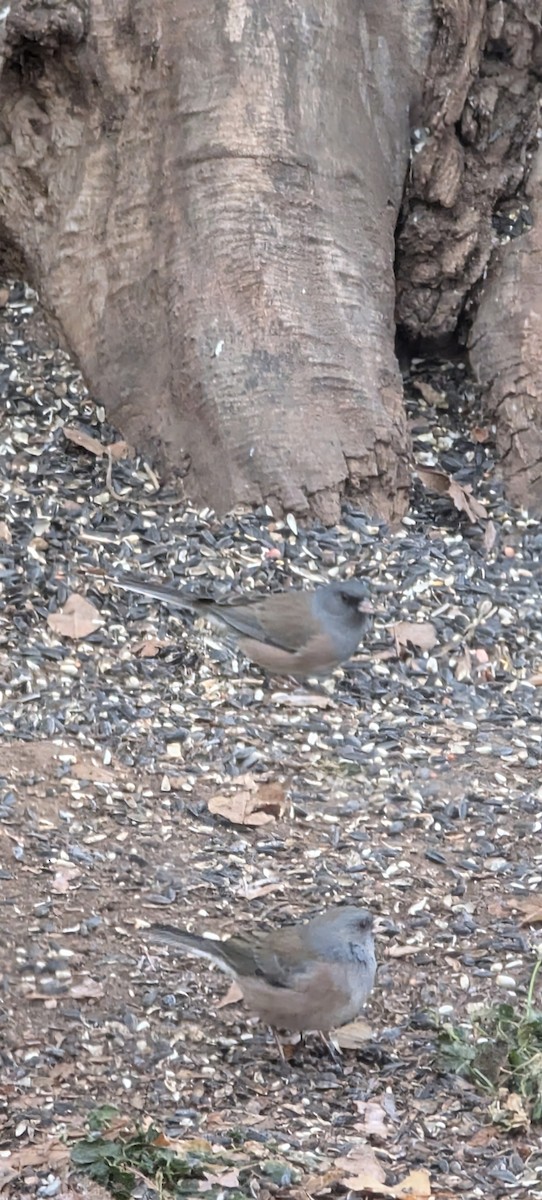 Dark-eyed Junco (Pink-sided) - ML647686966