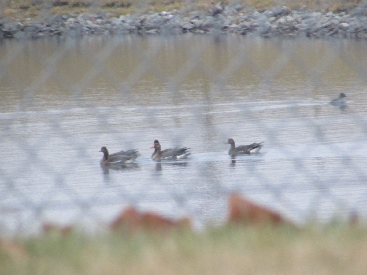 鵲鴨 - ML647686967