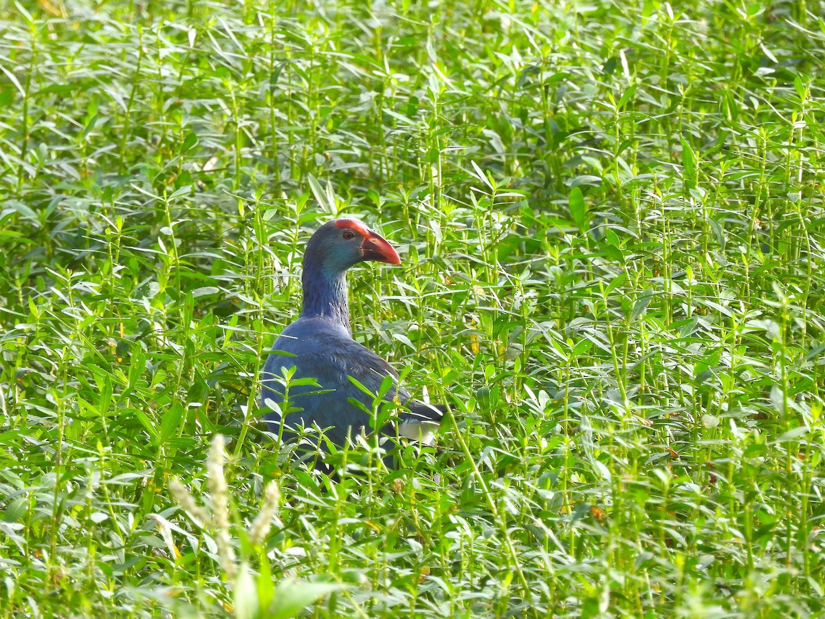 灰頭紫水雞 - ML647686968