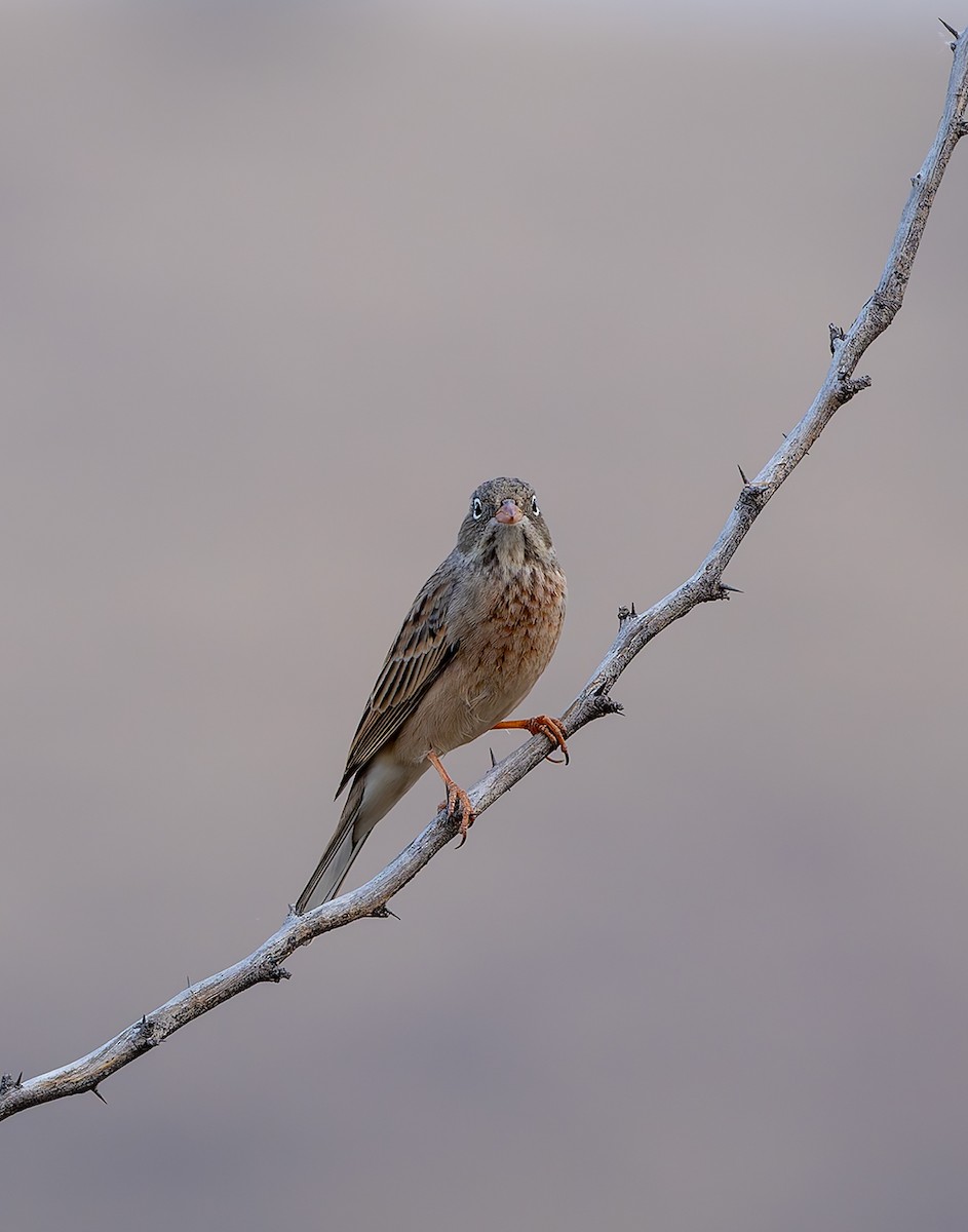 灰頸鵐 - ML647686970