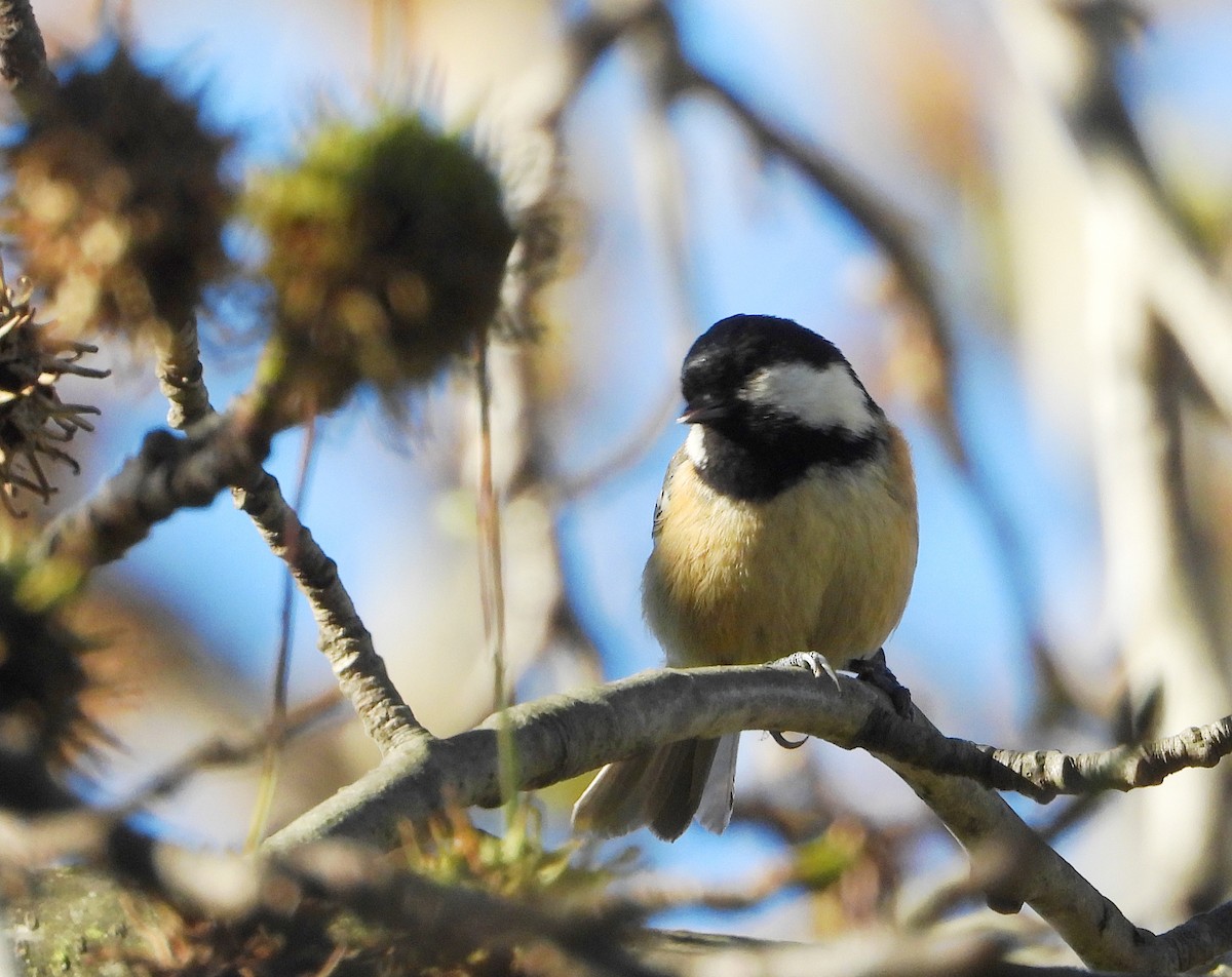 煤山雀 - ML647686972