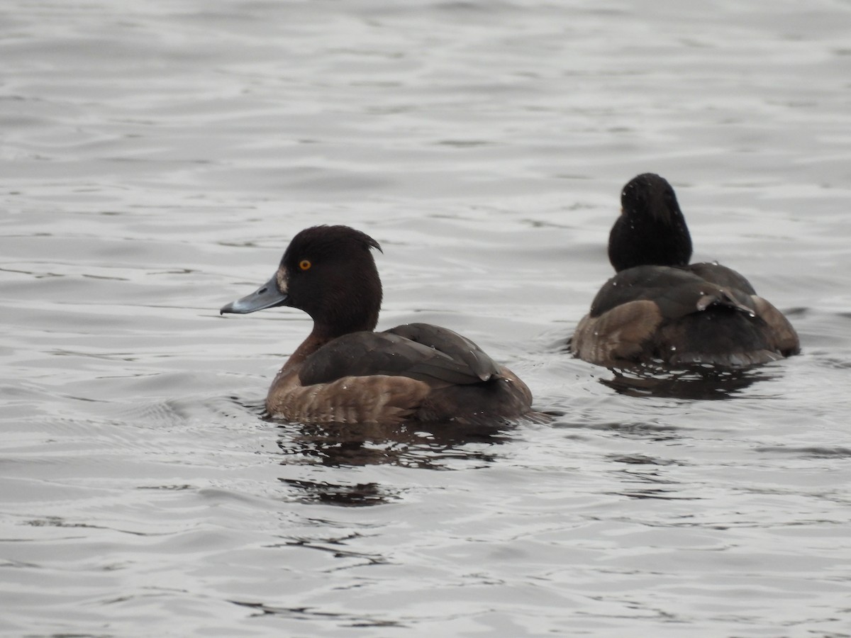 鳳頭潛鴨 - ML647686974