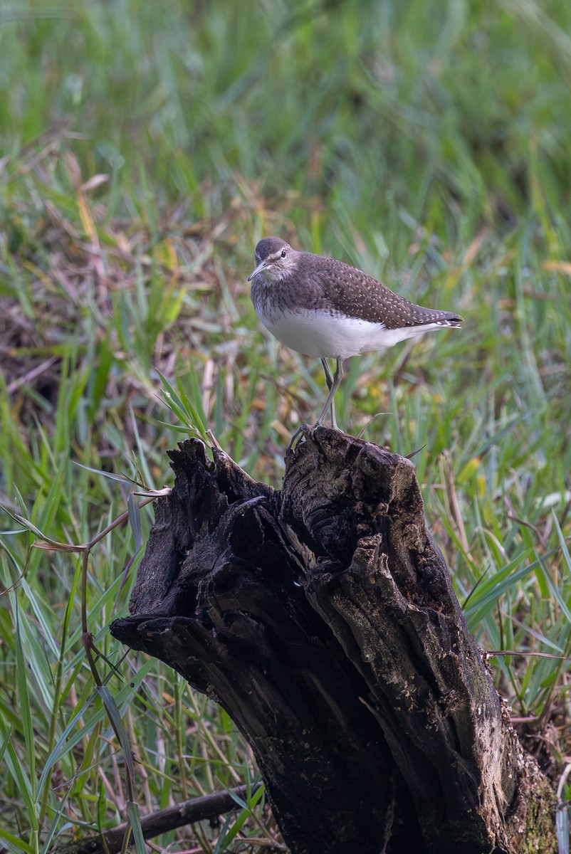 磯鷸 - ML647686977