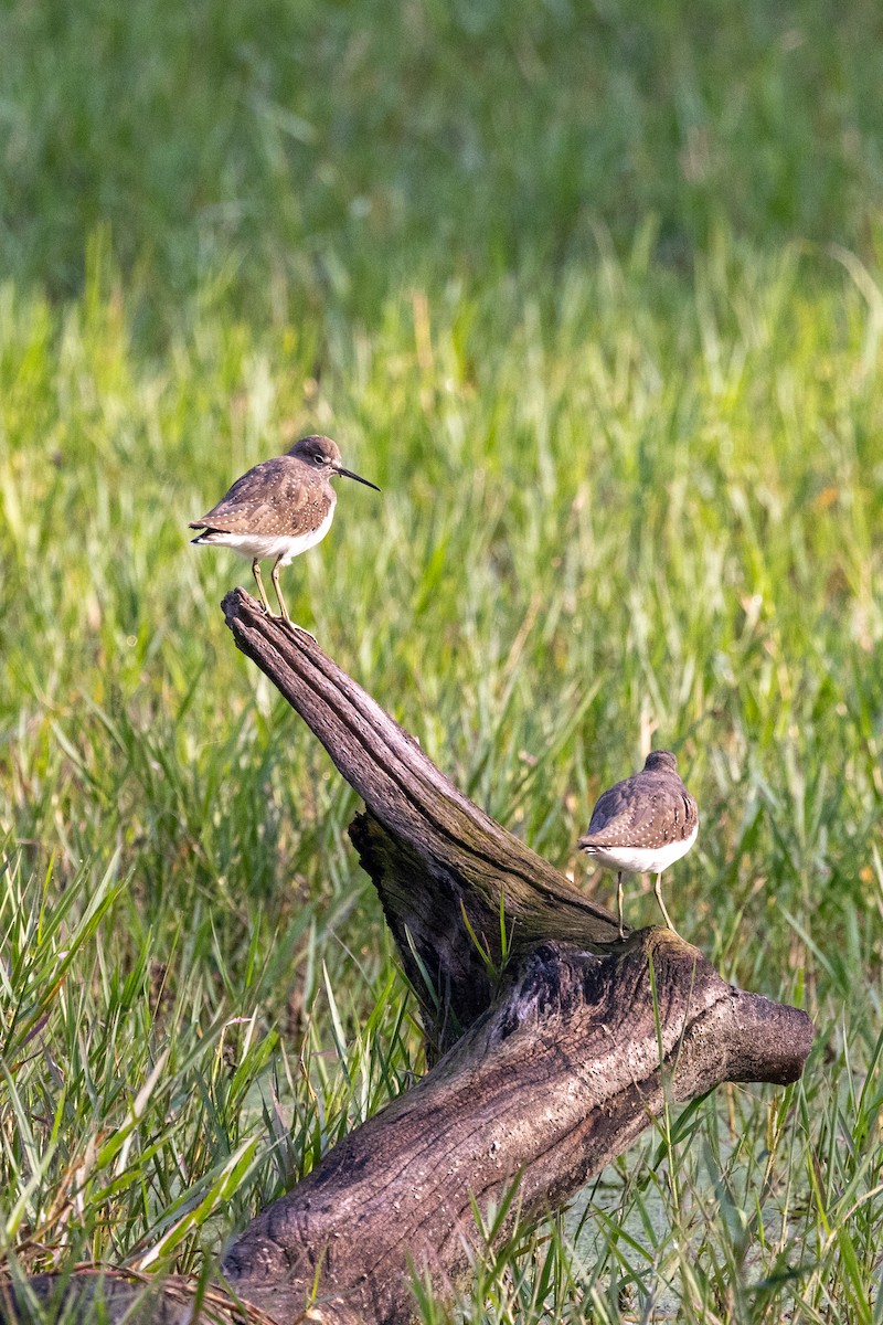 磯鷸 - ML647686978