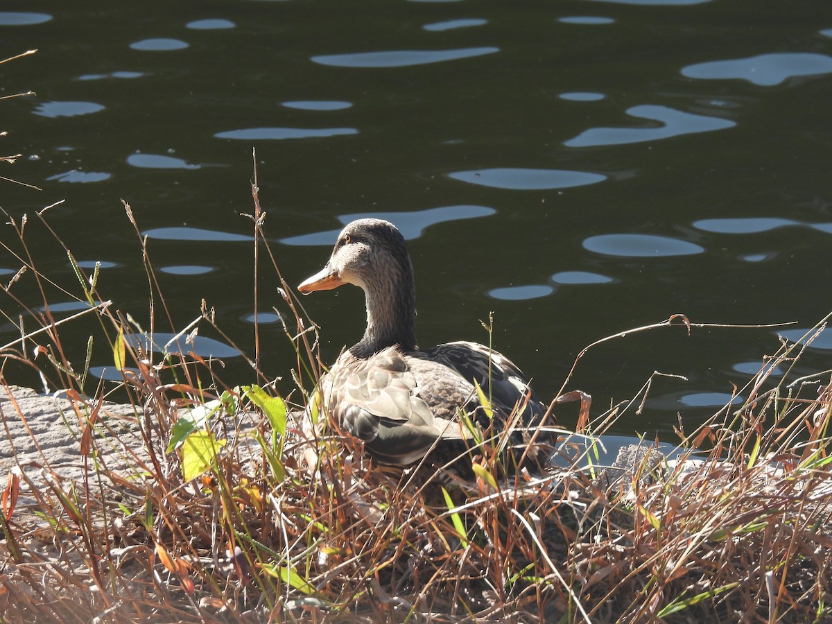 綠頭鴨 - ML647686980
