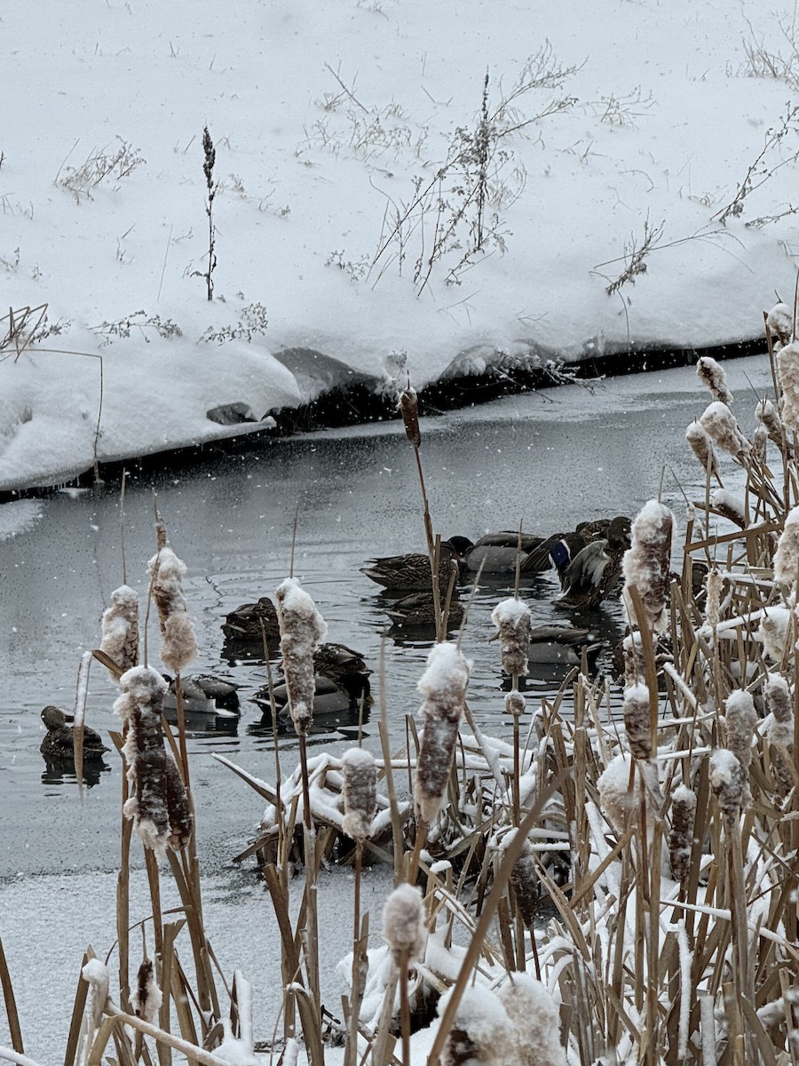 綠頭鴨 - ML647686981