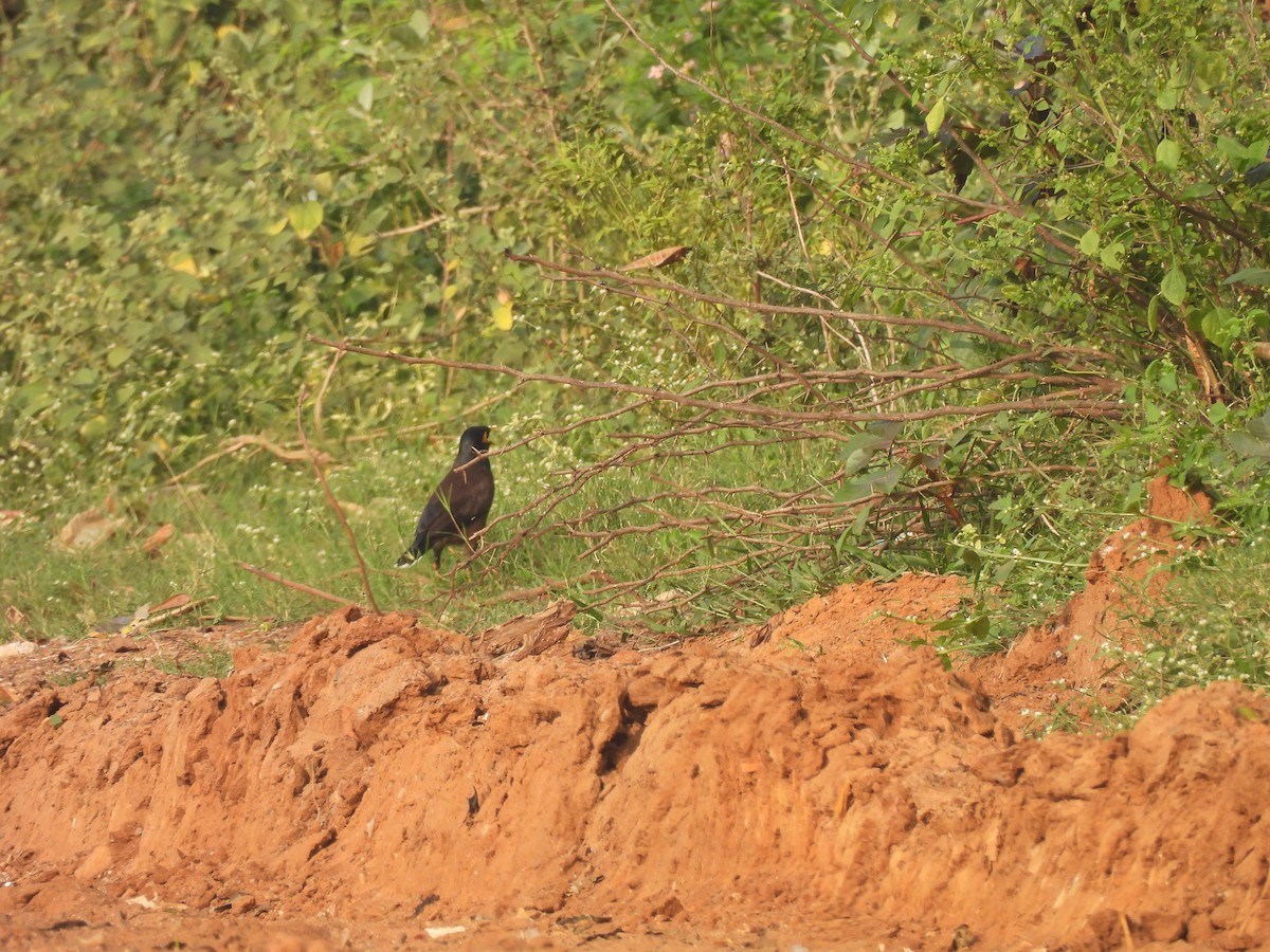 家八哥 - ML647686982