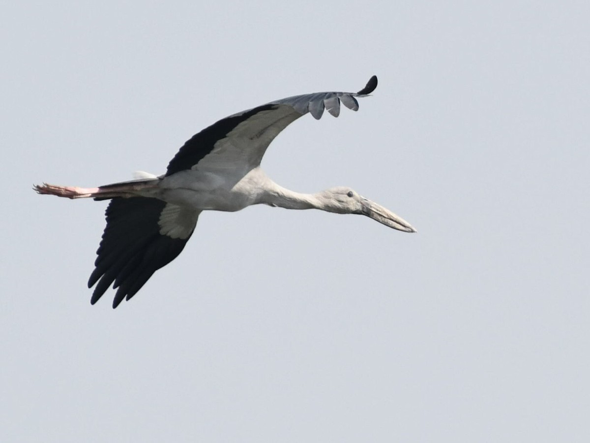 Asian Openbill - ML647686984