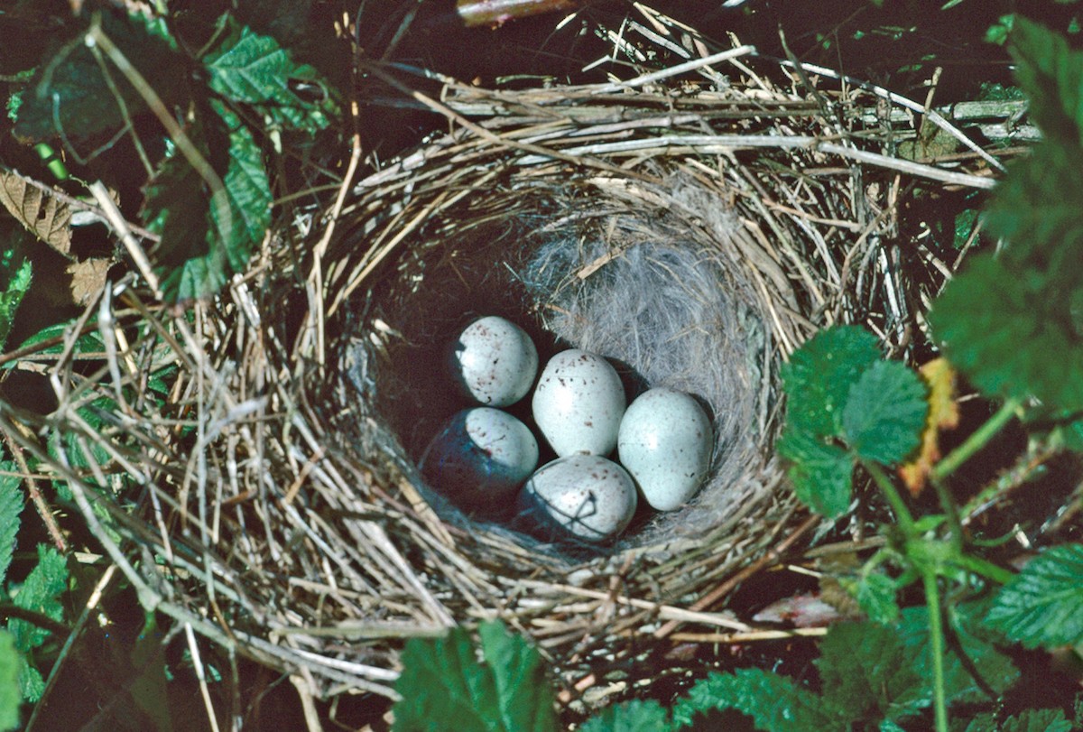 赤胸朱頂雀 - ML647686986