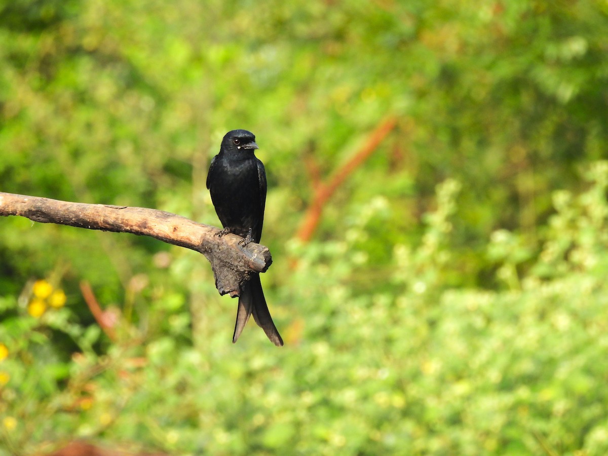 大卷尾 - ML647686987