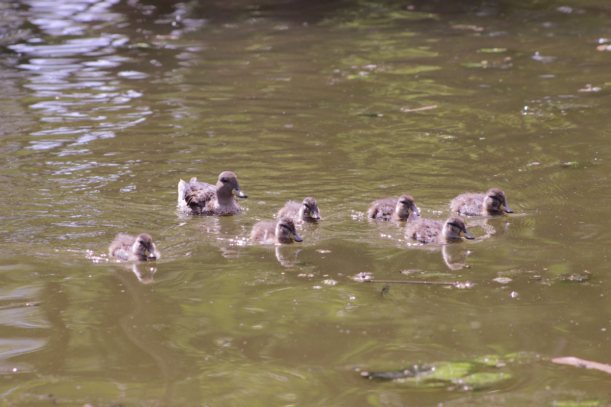 Yellow-billed Teal - ML647686988