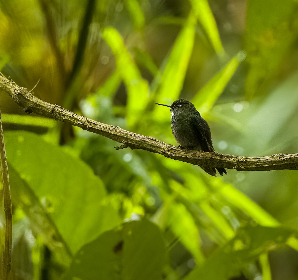 Tourmaline Sunangel - ML647686990