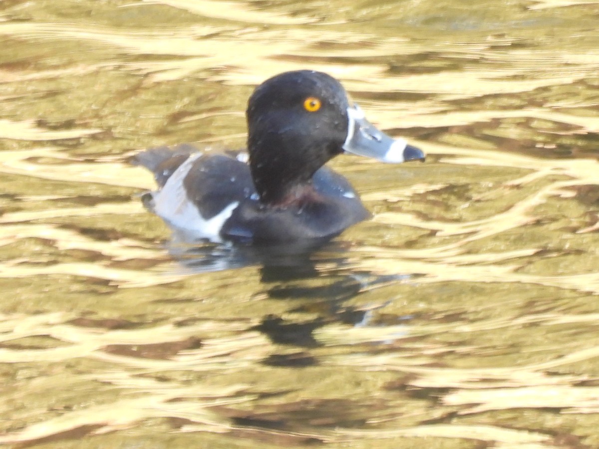 環頸潛鴨 - ML647686991