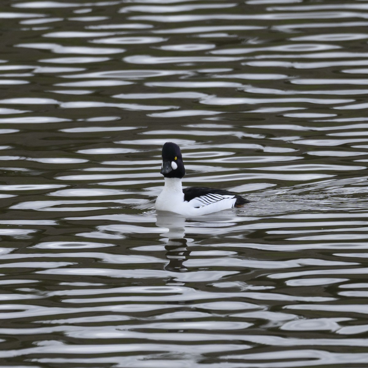 鵲鴨 - ML647686993