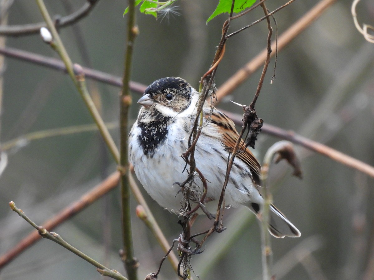 蘆鵐 - ML647686994