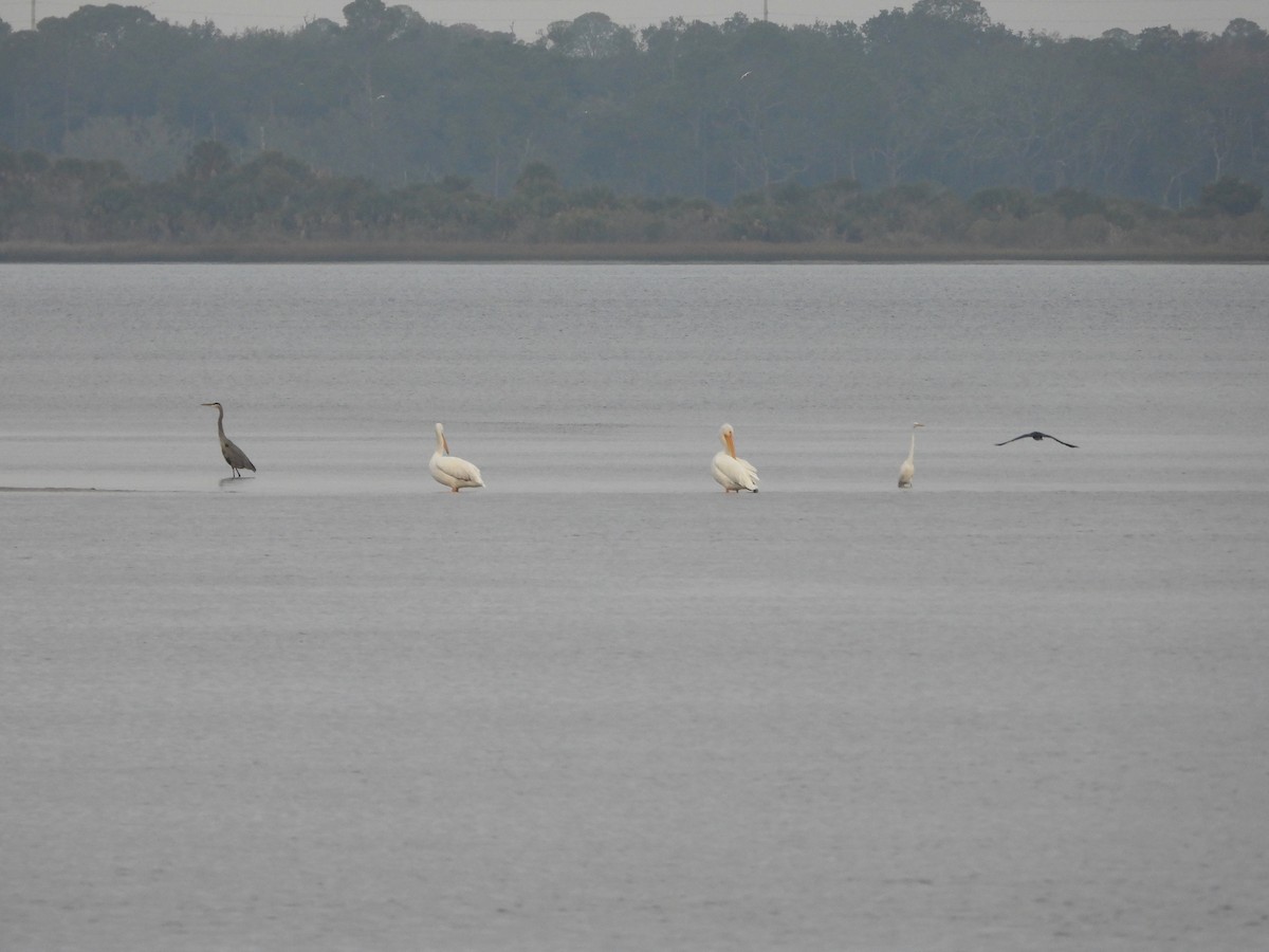 American White Pelican - ML647686996